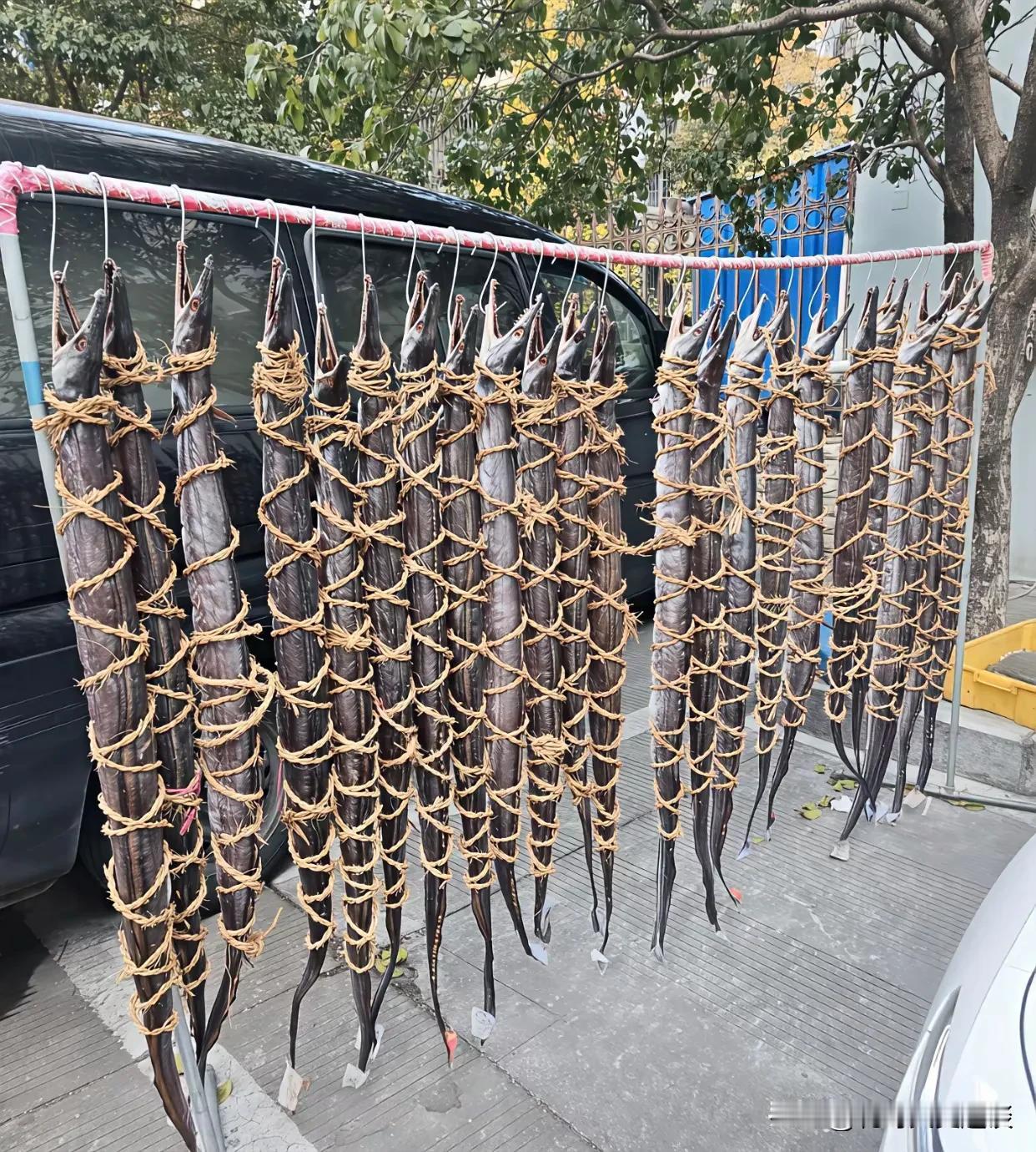 谁见过这架势？这一家在晒海鱼，晒了满满的一大排。不过让人匪夷所思的是，晒鱼的时候
