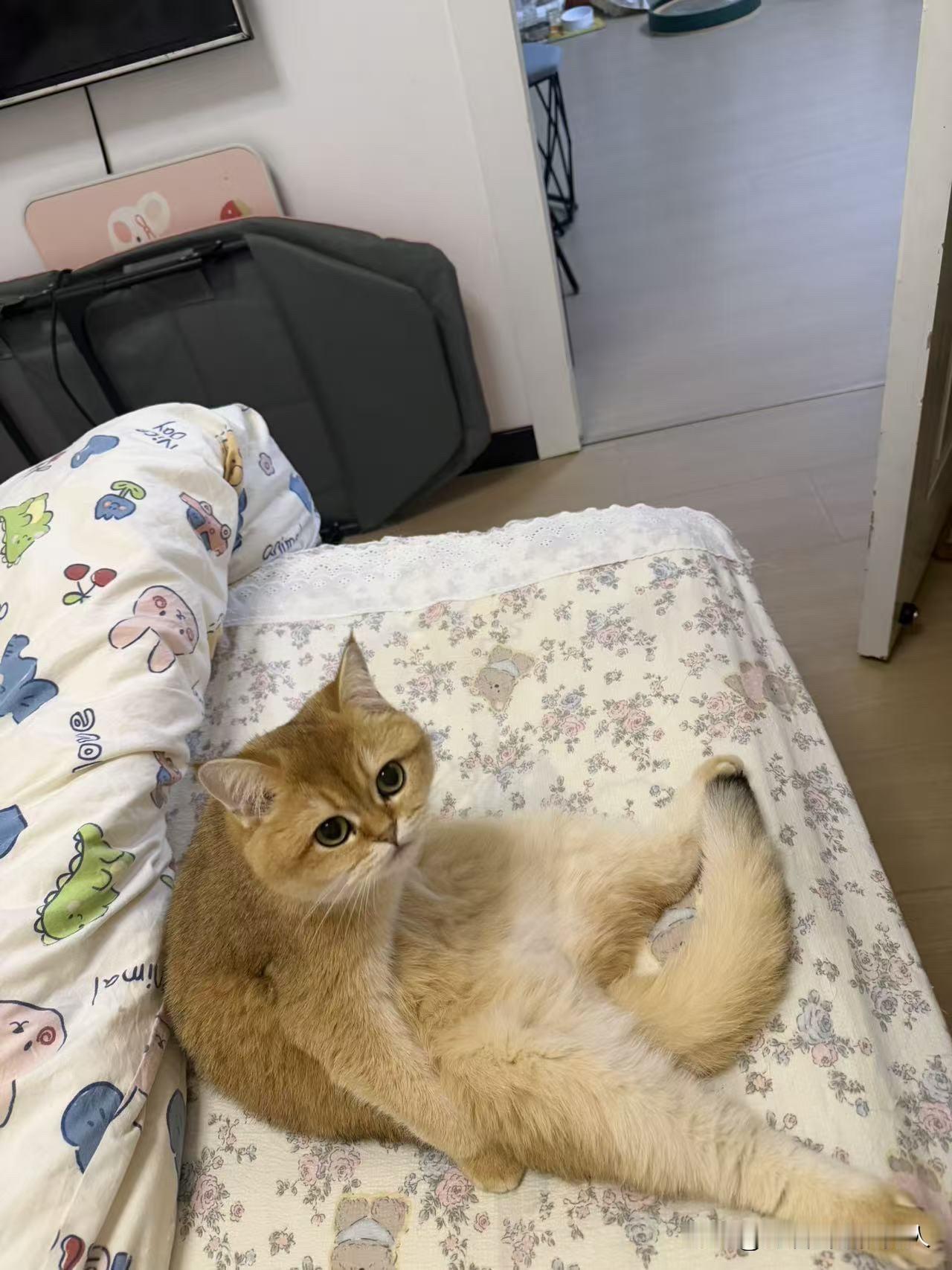 猫的智商比起狗差距太大了，但是猫颜值高，卫生好，所以我还是喜欢猫。[捂脸哭]虽然猫