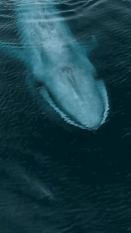 海洋里面的动物，体积那叫一个大啊，反正海阔天空的，没有阻拦随便长啊。