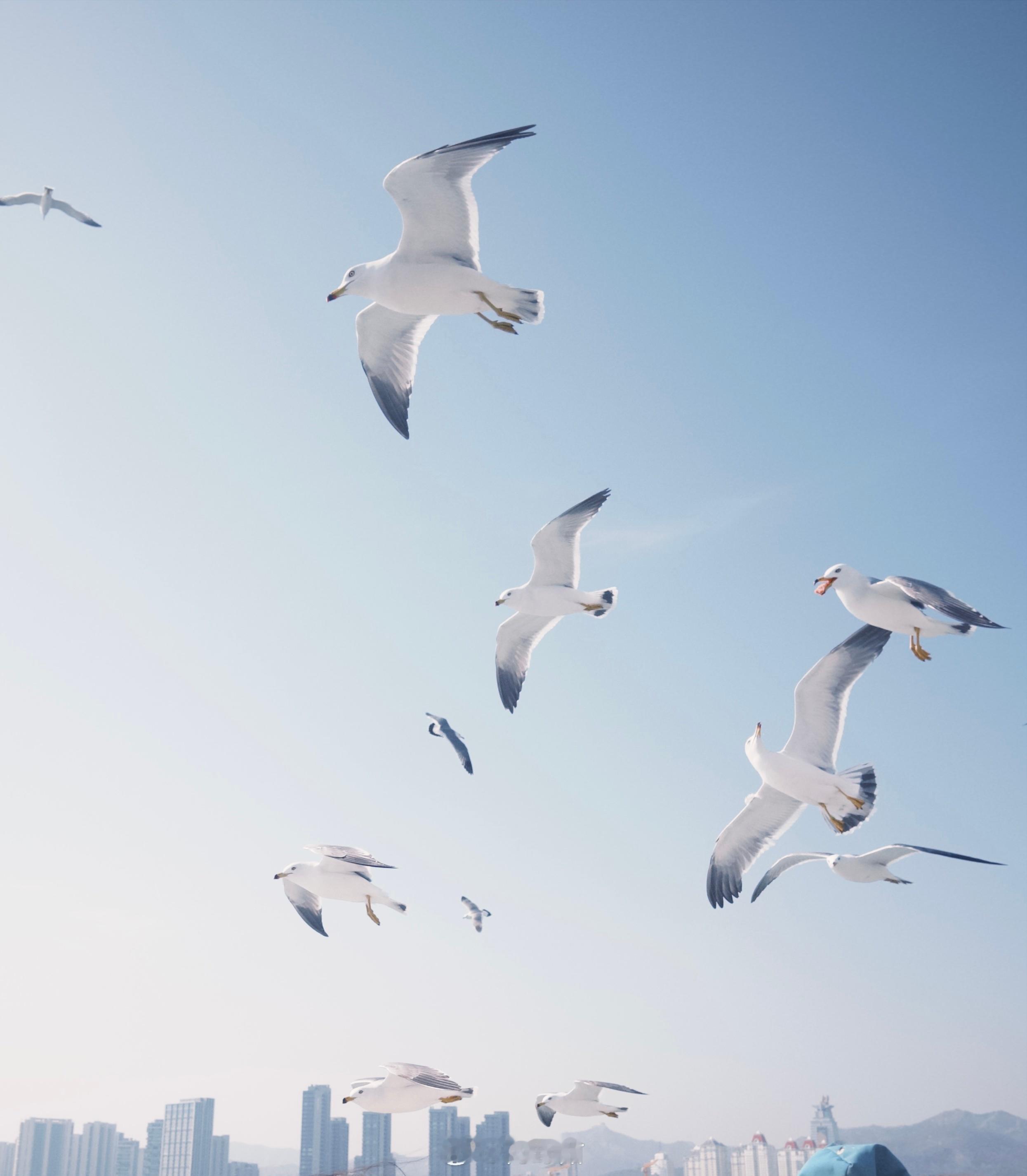 威海之鸥不食青岛之食