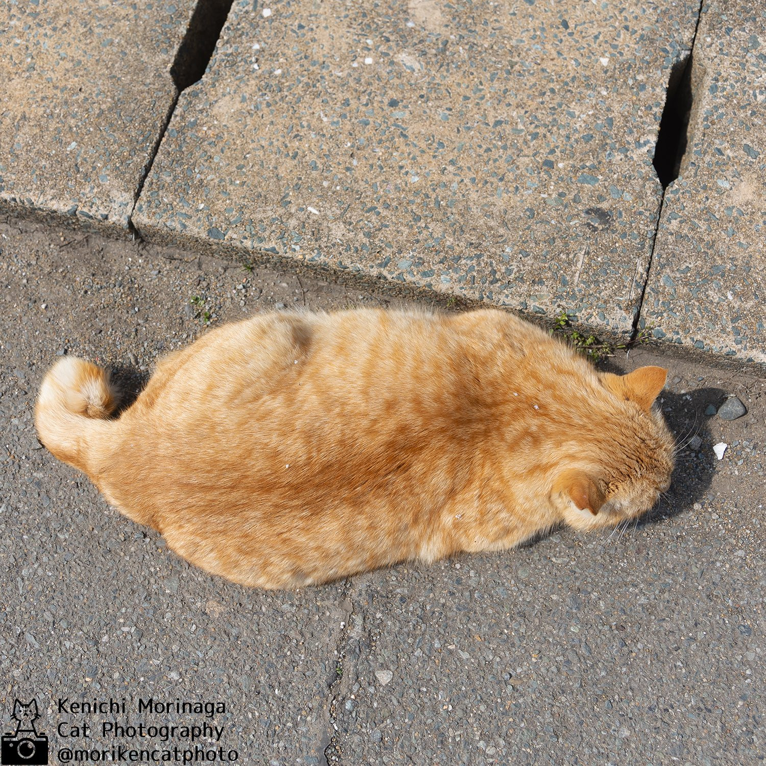猫猫身上的小花[比心]​​​