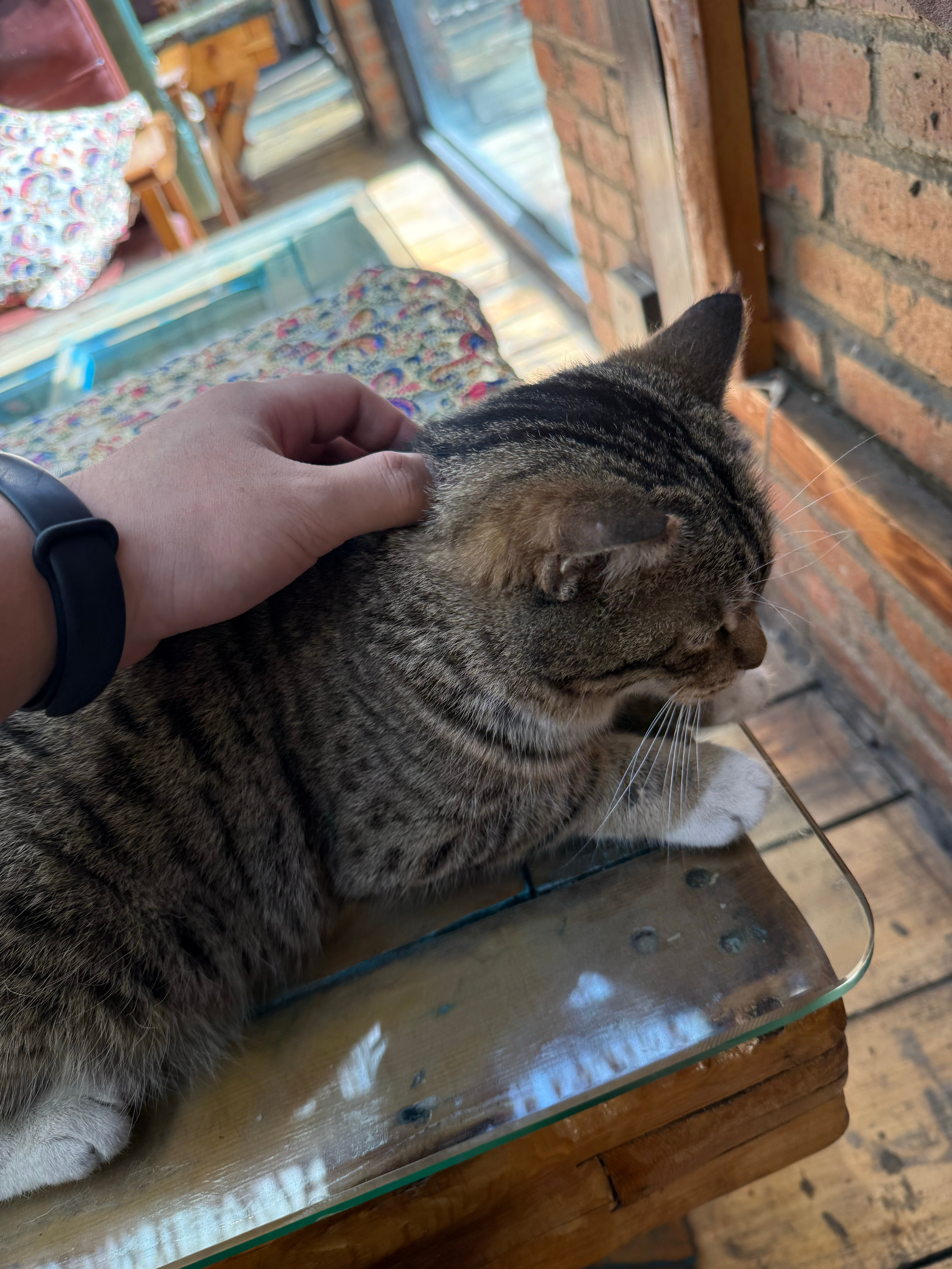 就这么水灵灵跳上桌了🐱伊宁·六星街景区