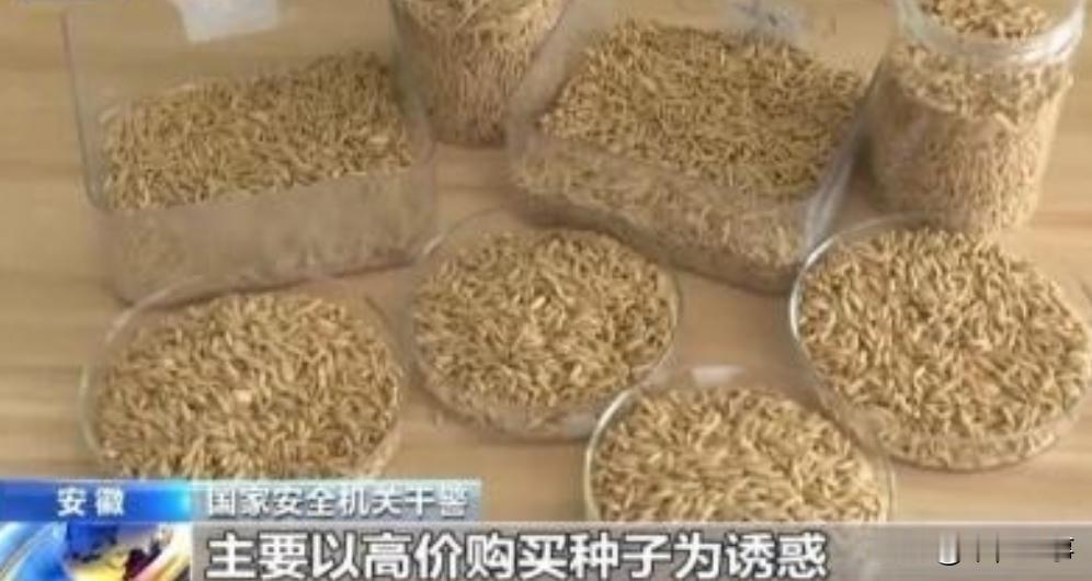 央视新闻此前曝光了一起惊天大案：我国杂交水稻之父袁隆平教授的心血结晶——亲本种子