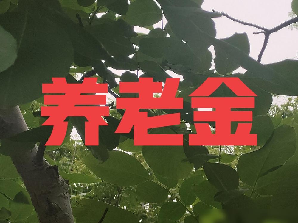 5月26日，依然还有不少退休人员在关注今年是否进行养老金调整的问题，小编要告诉大