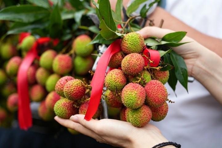 【灵山：红荔缀枝产销忙】初夏时节，灵山县荔枝林绯红满枝。5月19日，灵山荔枝（