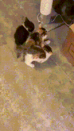 妈妈说这玩意儿能吃！真的假的？看起来有点吓人啊……集中精神学，以后有大用