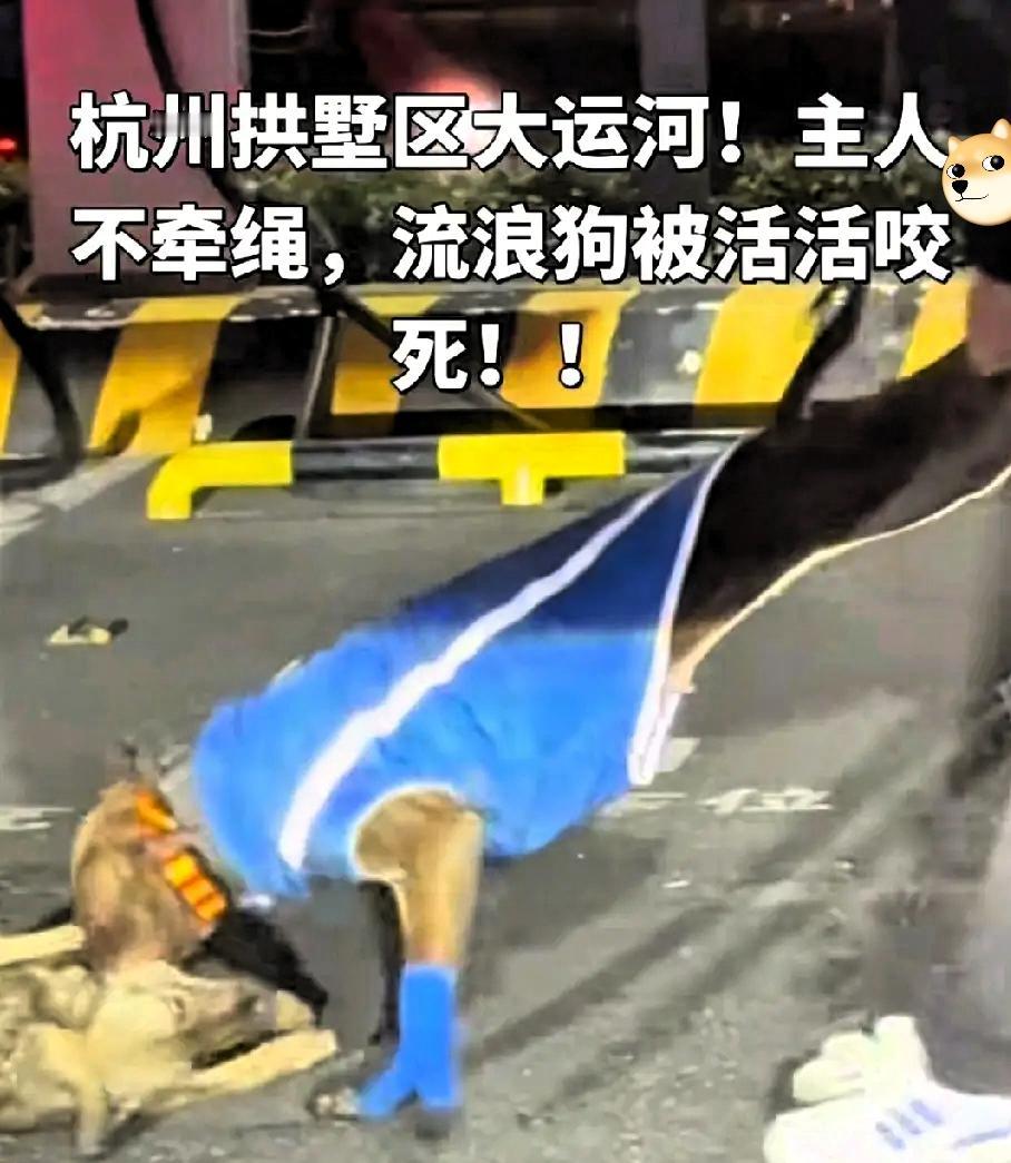 杭州这起比特犬伤人事件，看得人后背发凉！主人遛烈性犬不牵绳、不戴嘴套，狗狗扑