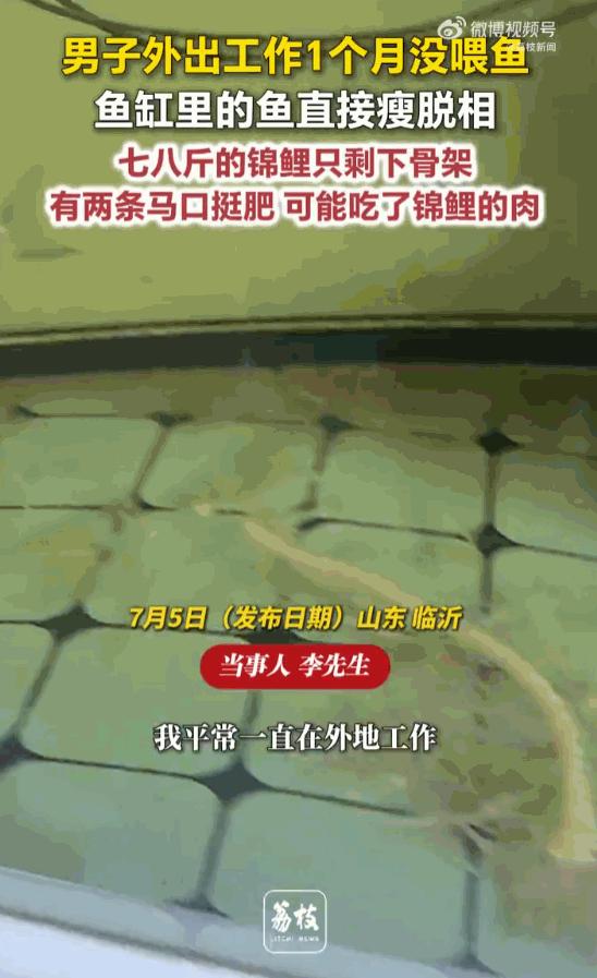 无妄之灾！男子出差一月回家，大鱼只剩白骨，两条小鱼反倒长势喜人！ 山东临沂一