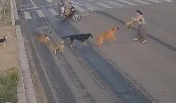 日照街头五只恶犬撕咬女子，女子边退边打狗，交警鸣笛驱散获赞