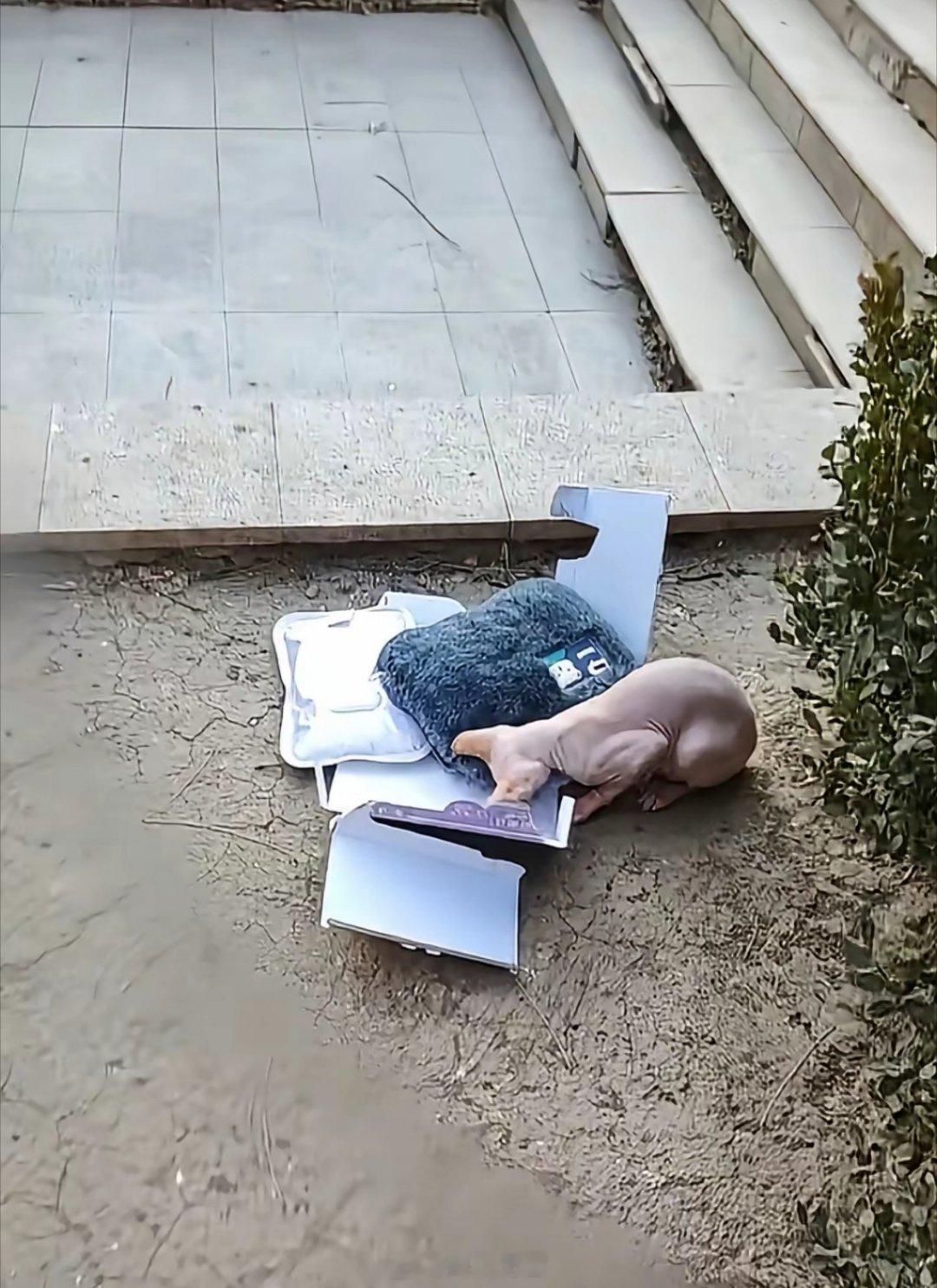 冬天这么冷，怎么把自己家无毛猫扔出来了呢？送人也好啊，这么可爱的宠物也忍心啊？