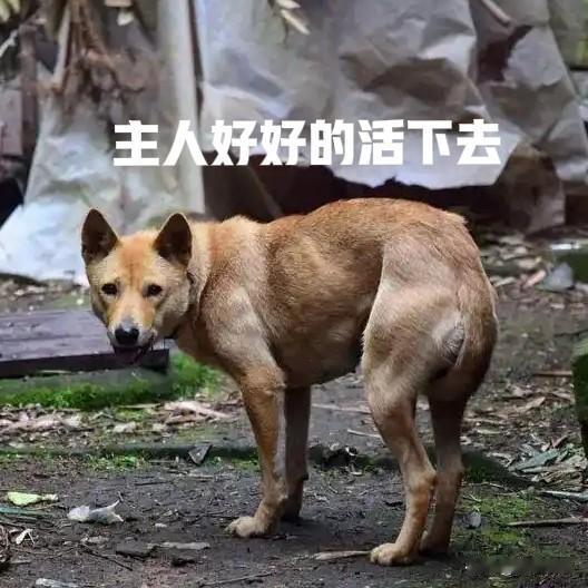 狗死亡时，为什么要离家出走？背后的研究让人泪奔这种行为在民间常被解释为“狗通