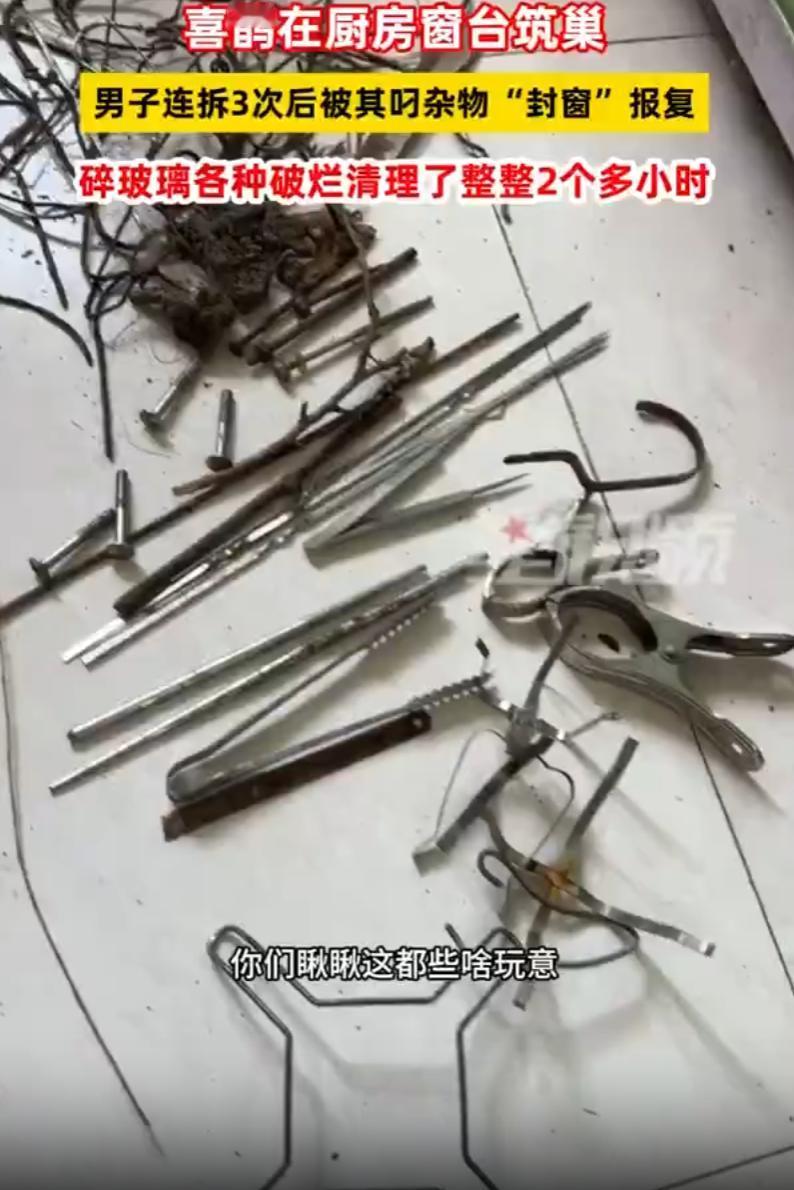 万万没想到！山东，男子发现喜鹊在他家厨房外的空调外机旁筑巢，于是先后三次给拆掉，