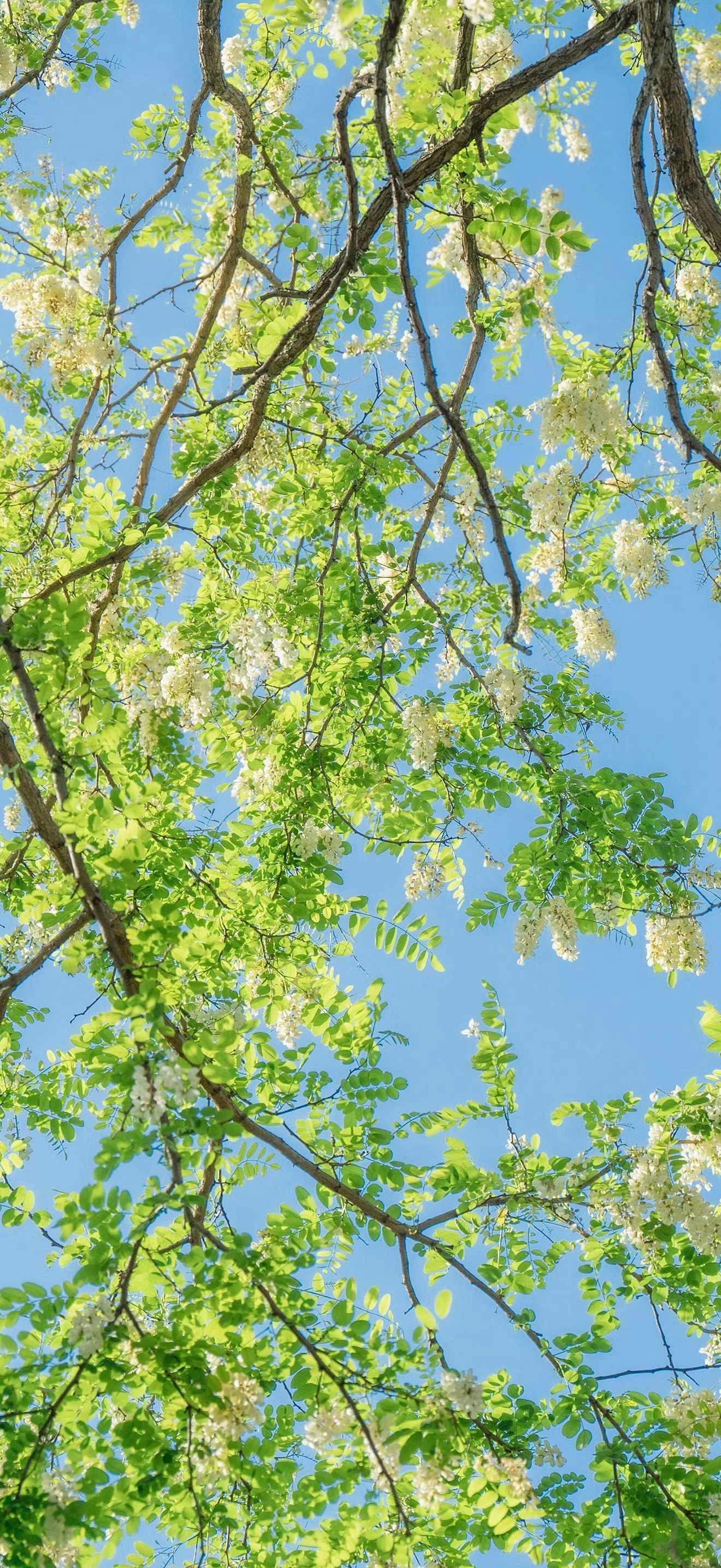 早，周末愉快！