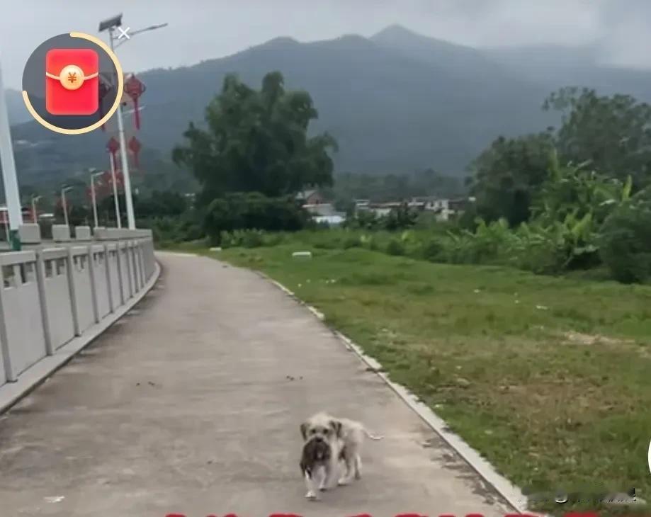 流浪狗妈妈无力养活自己的幼崽，便叼着一只幼崽来到曾经帮助过自己的一户人家门口，恳