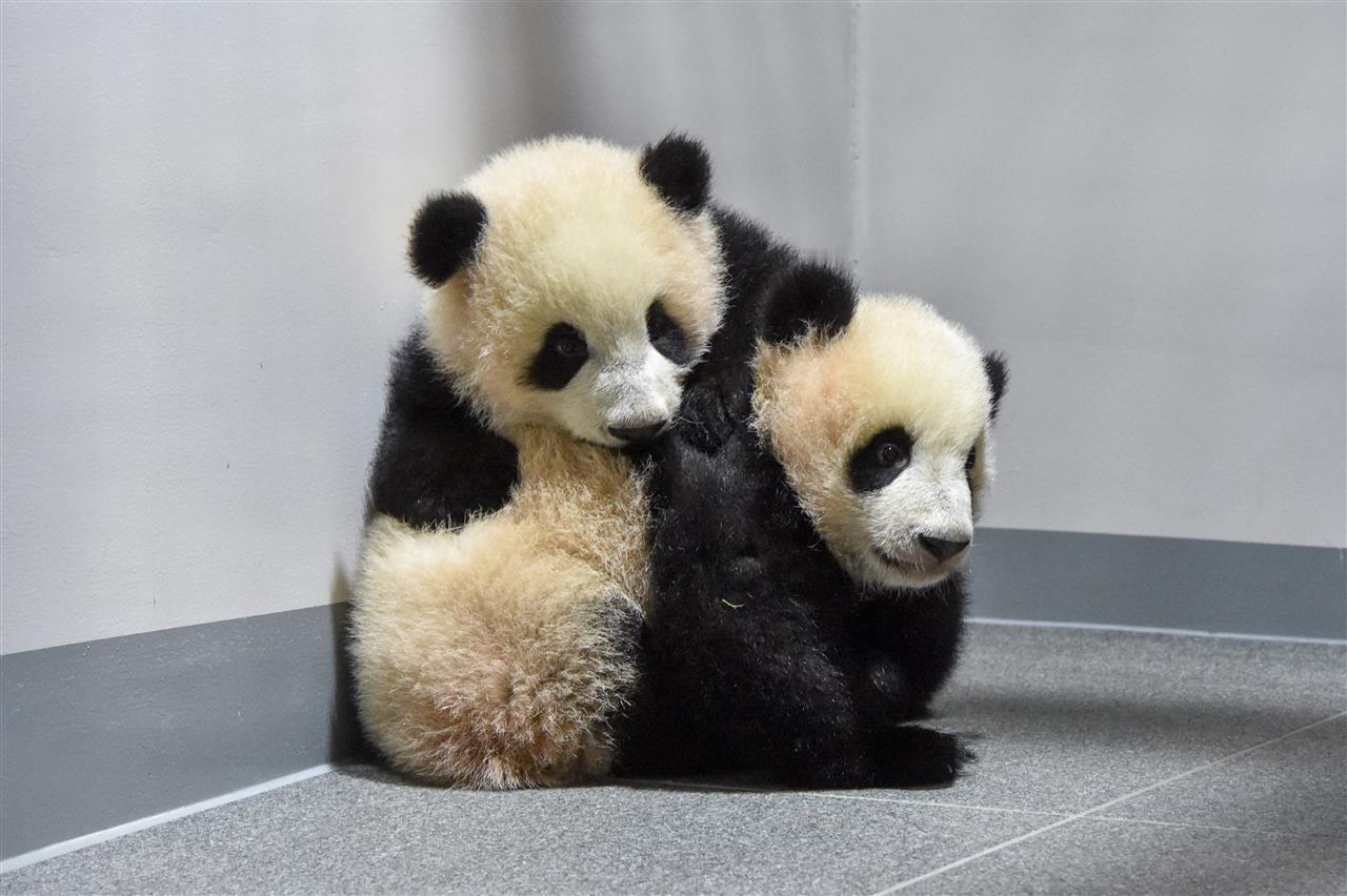 最后两只旅日大熊猫或提前回国，日本全国将无大熊猫据国是直通车援引日本共同社报