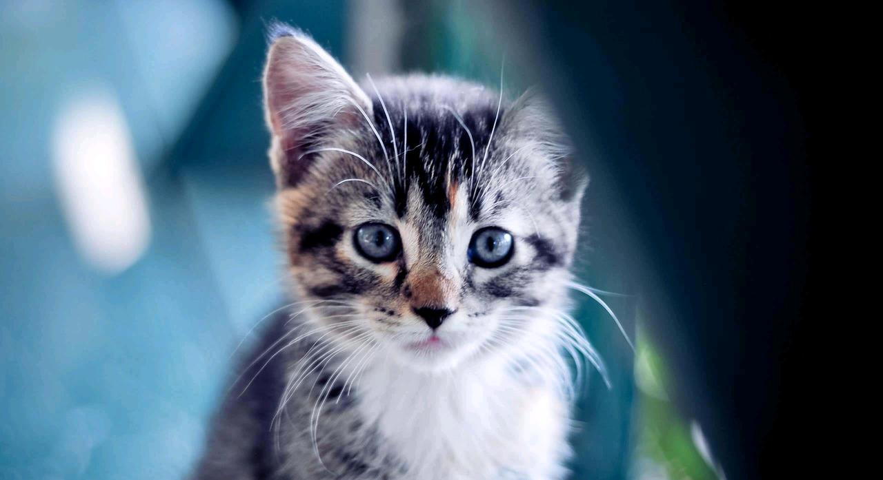 下班路上偶遇一只软乎乎的小猫咪，蹲下来摸了摸，瞬间治愈一整天的疲惫，太开心啦。治