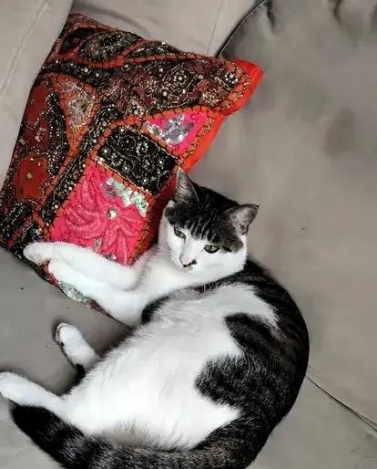 我的猫咪，叫玉儿。另外一只叫咪咪，一只叫小美。玉儿，是我捡的一只流浪小猫。原本