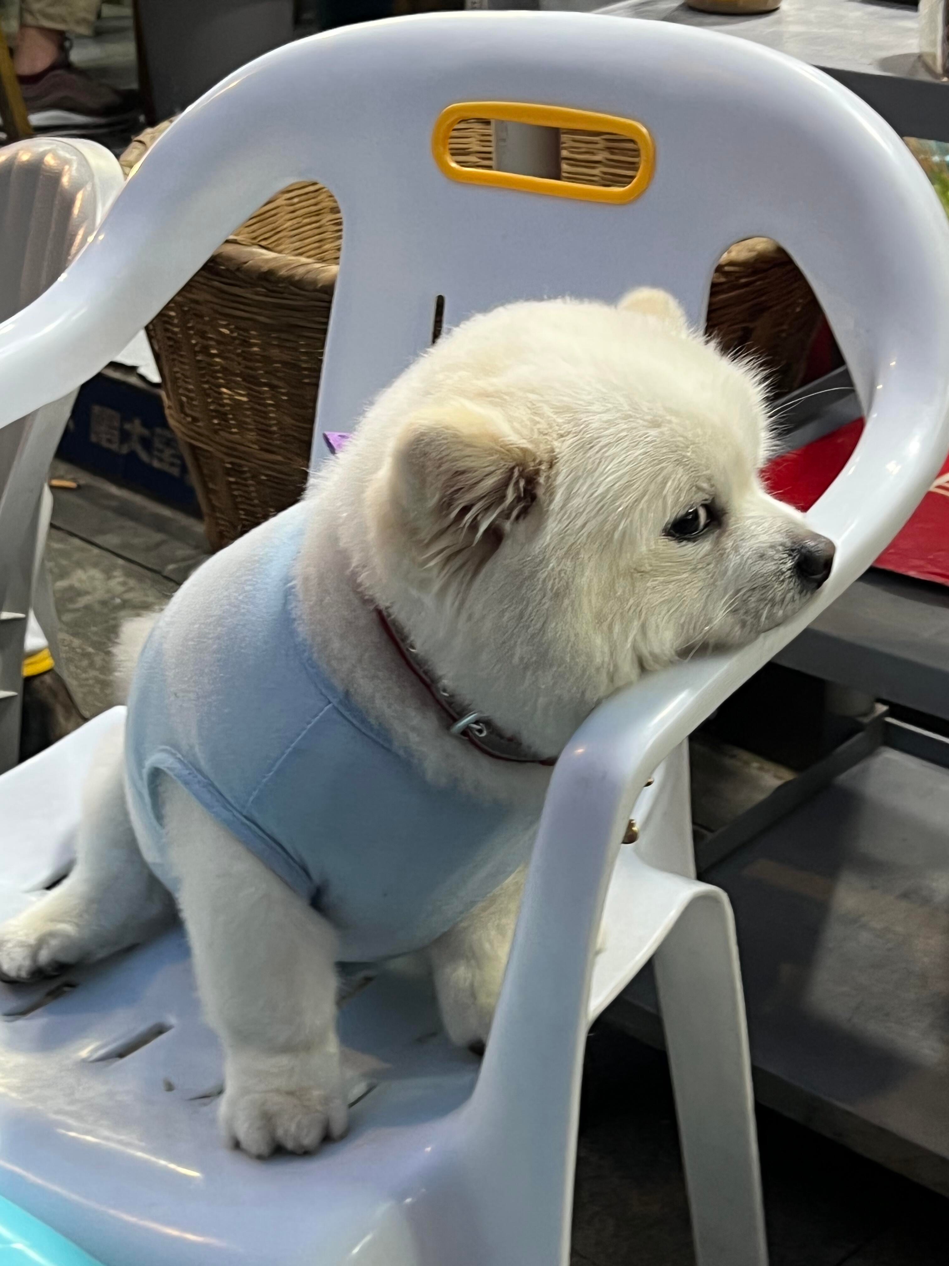 狗狗脾气好像不太好。