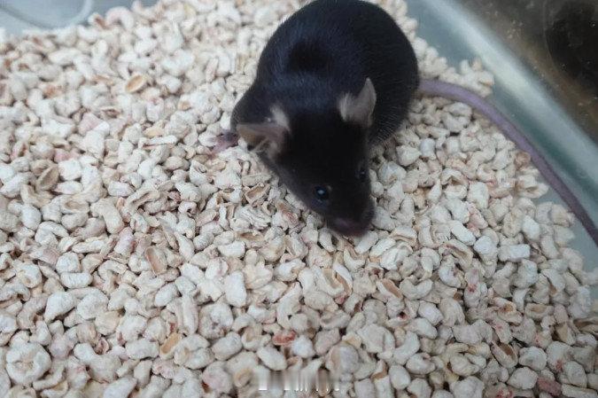 太空小鼠在线征名四只编号为154、186、98、6的太空小鼠征名啦！我先来叫：星