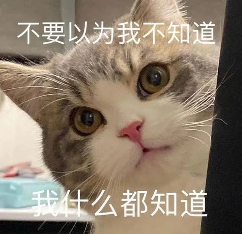 表情包可爱猫猫表情包
