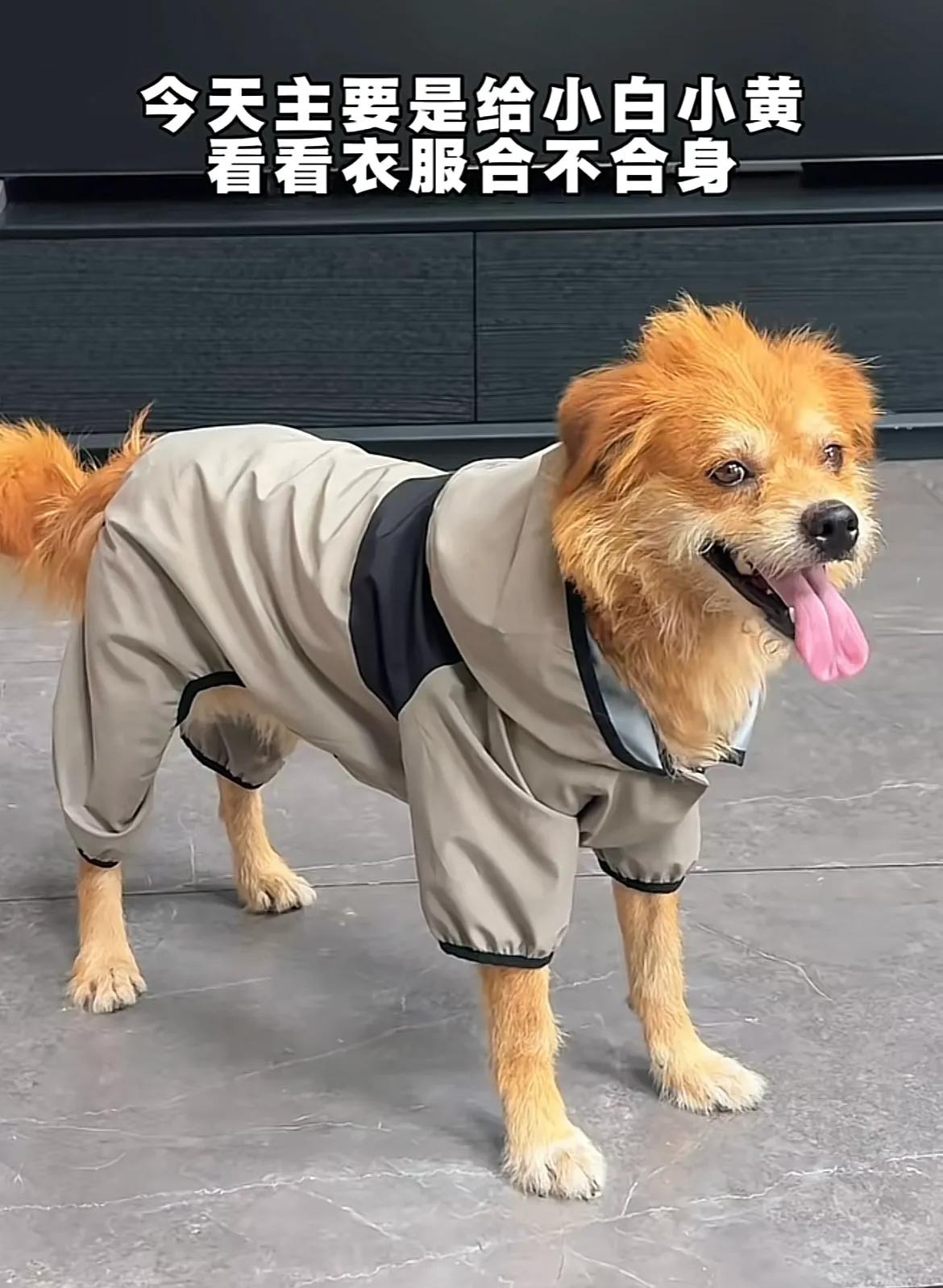 真是人靠衣服马靠鞍，山东烟台，两只流浪狗黄白17穿上新衣服了，有大大的帽子，翻上
