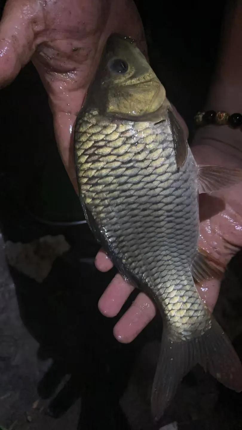 怎么钓黑坑滑口鲤鱼?钓黑坑滑口鲤鱼有一定技巧：-饵料选择：尽量选清淡本味