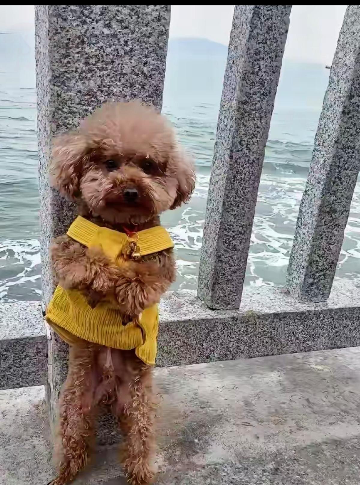 太让人心疼了！海边观景台，一只泰迪傻傻站在原地，等了主人整整两天。