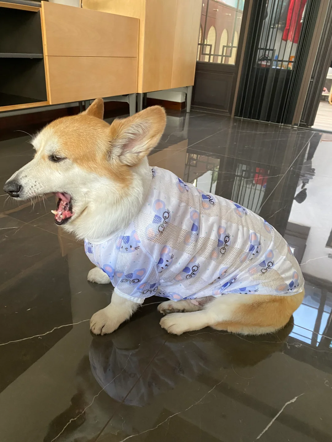 小鼠背心