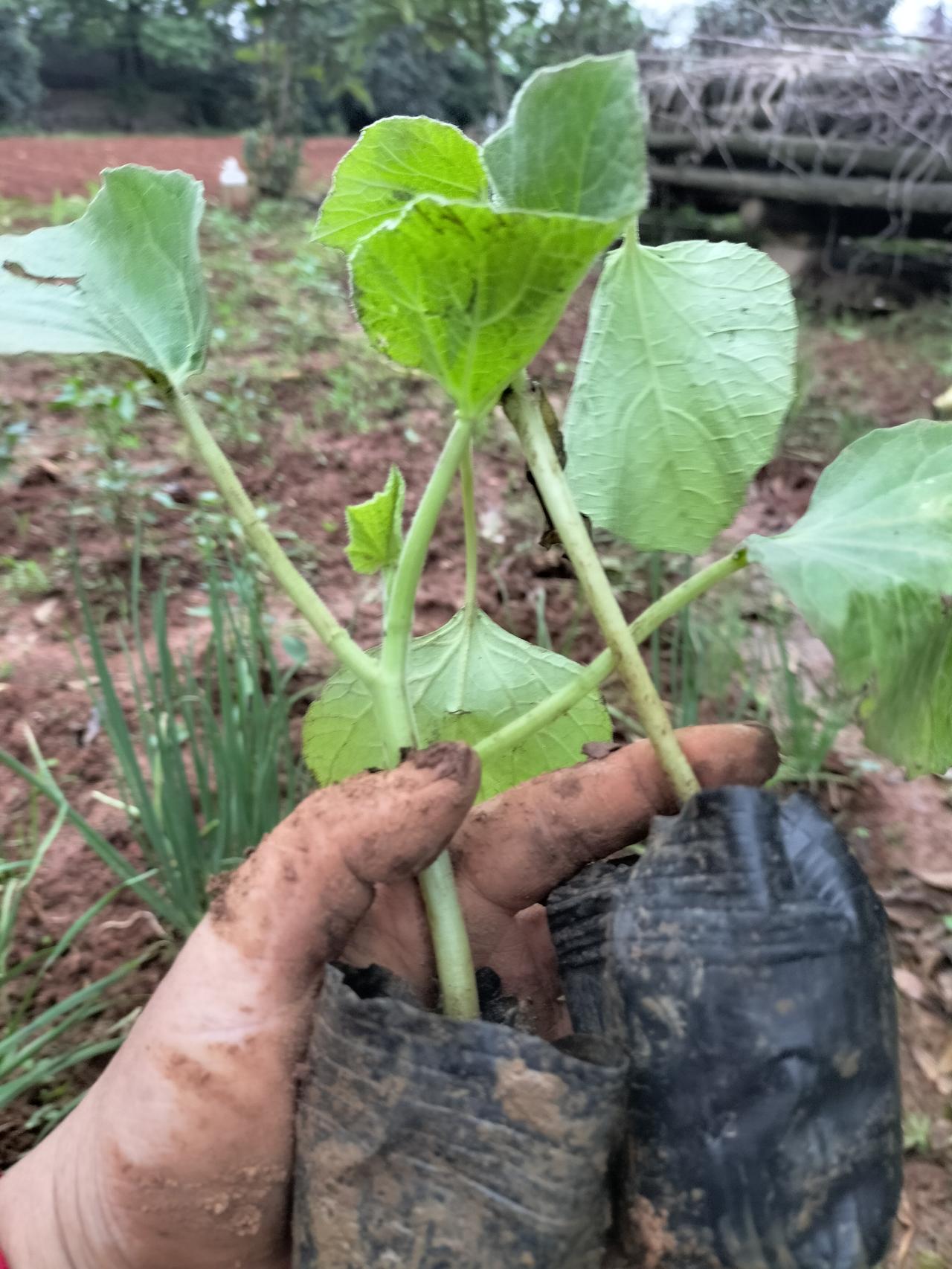 大家看看我手里是什么菜秧？有胡芦秧，秋葵秧，豆角秧，第一张照片就是胡芦秧，那么大