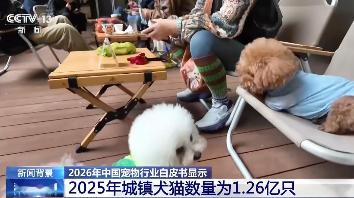 1.26亿只“毛孩子”，正在把不养宠的人挤出公共空间。最近一个热点，中国城镇犬