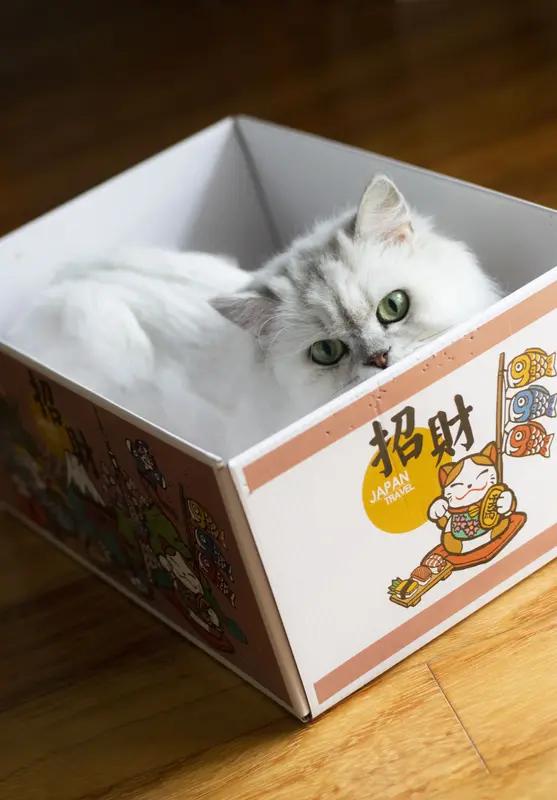 园区斜塘邻里中心的猫盒真的太绝了，简直是猫咪们的快乐老家，也是小朋友们的观赏天堂