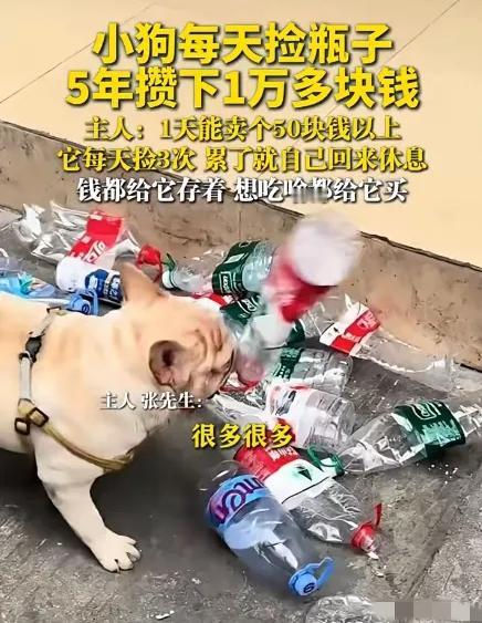 小狗天天出门捡瓶子，五年居然攒下一万多！主人说它一天卖瓶子能赚50块以上，每