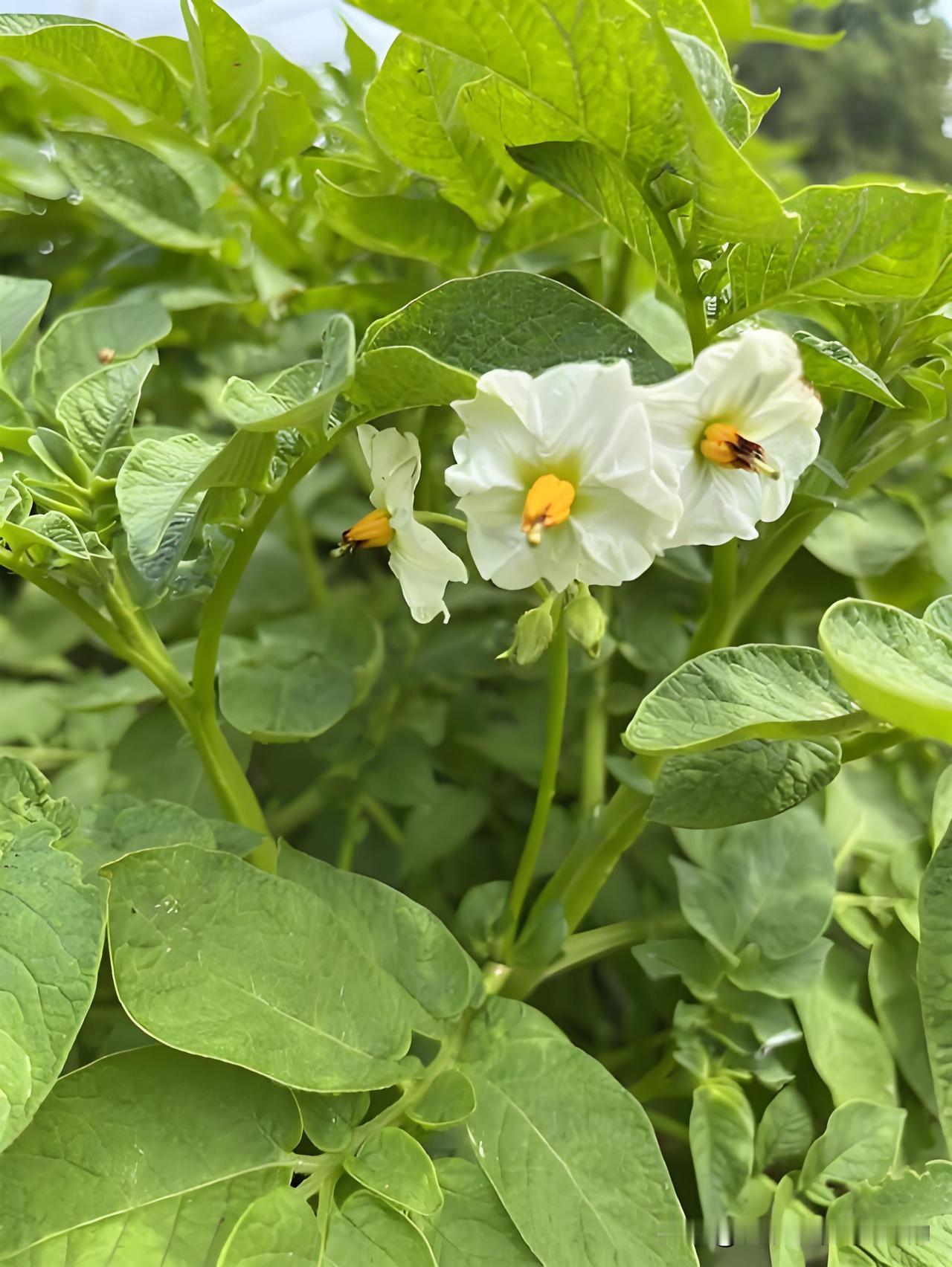 4月底土豆进入现蕾结薯关键期，管理不到位，就容易光长秧子不结薯。想要土豆个头大结