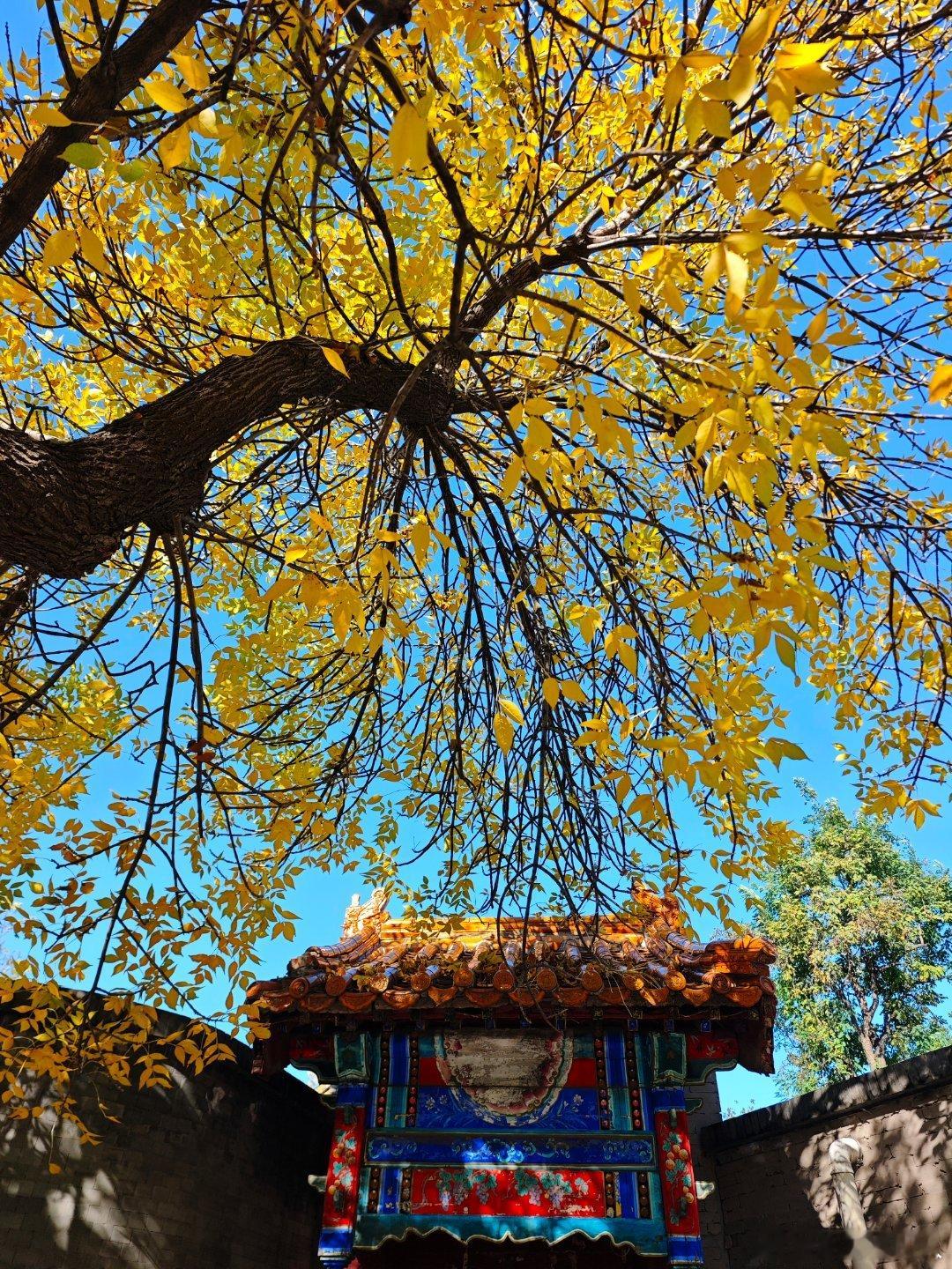 【北京秋色已满载】五四大街的秋色已满载，故都的秋色在这里拉开序幕。摄影​​​