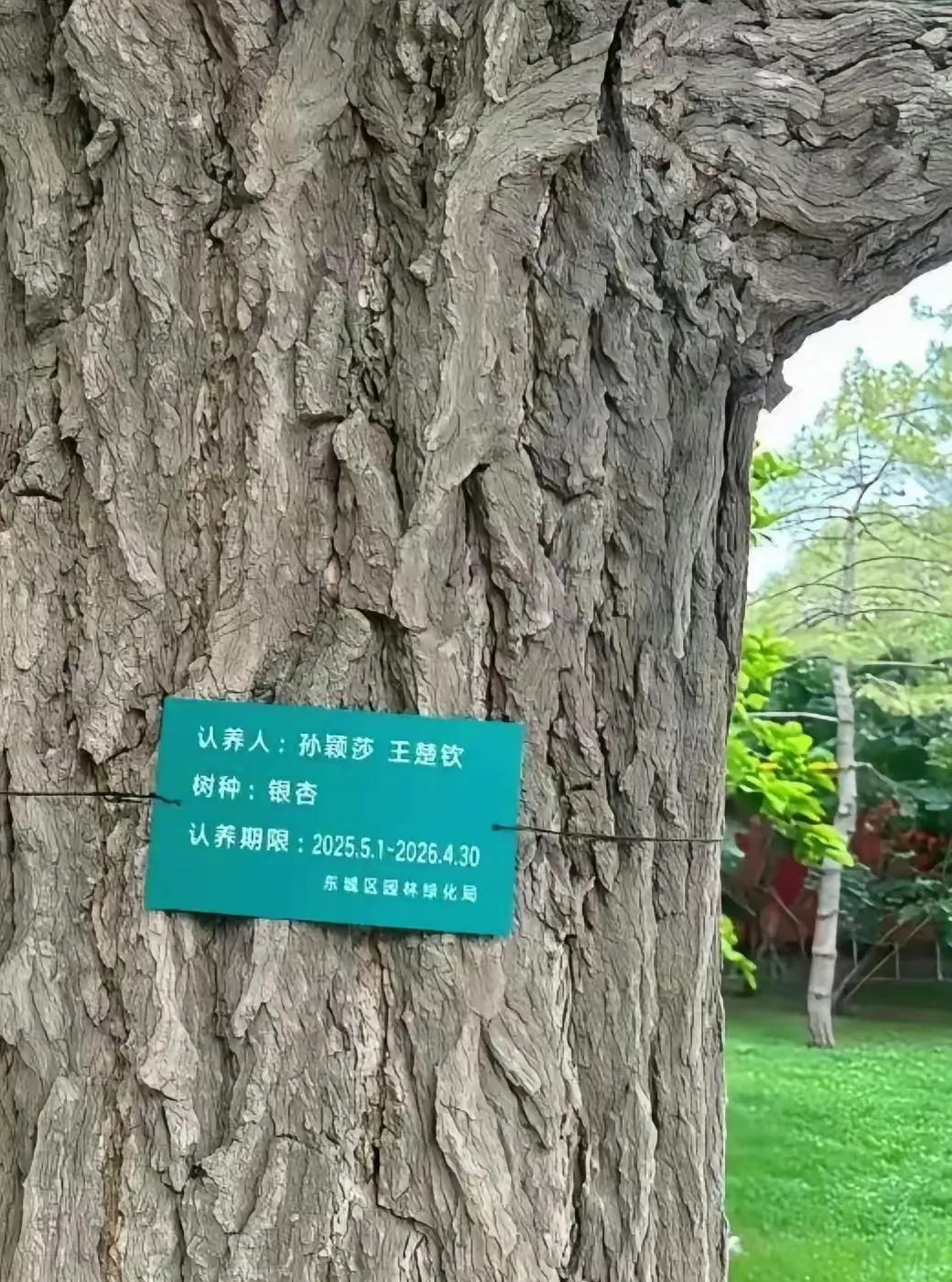不怪我们总是把莎莎和王楚钦捆绑在一起了吧？你们看看，莎莎和楚钦两个人一起领养一棵