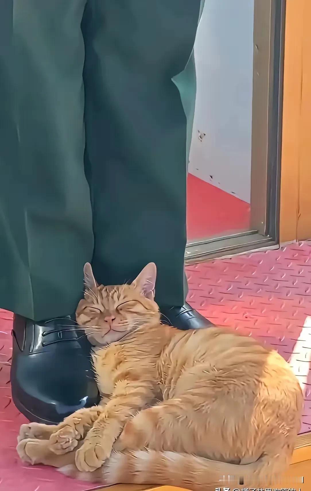 天安门广场上，一只流浪猫躺在武警战士脚边，头枕着鞋子安心的呼呼大睡。这只猫在广场