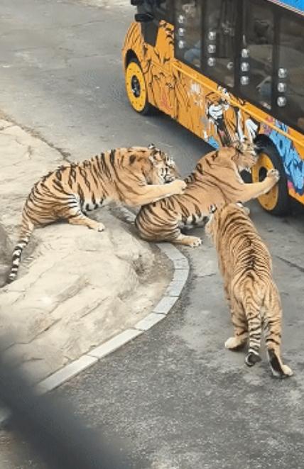 “笑不活了，老虎冲上热搜了！”辽宁某动物园老虎看见观光车路过，上前一口咬住了车轮