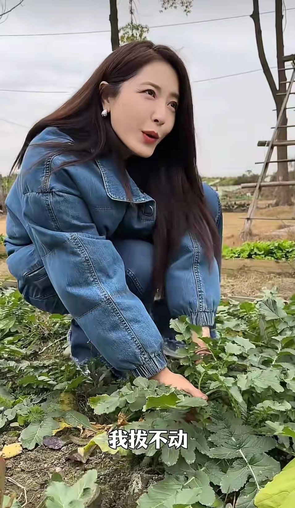 49岁曾黎地里拔萝卜，屁股都坐地上了，笑得好开心，没有明星架子