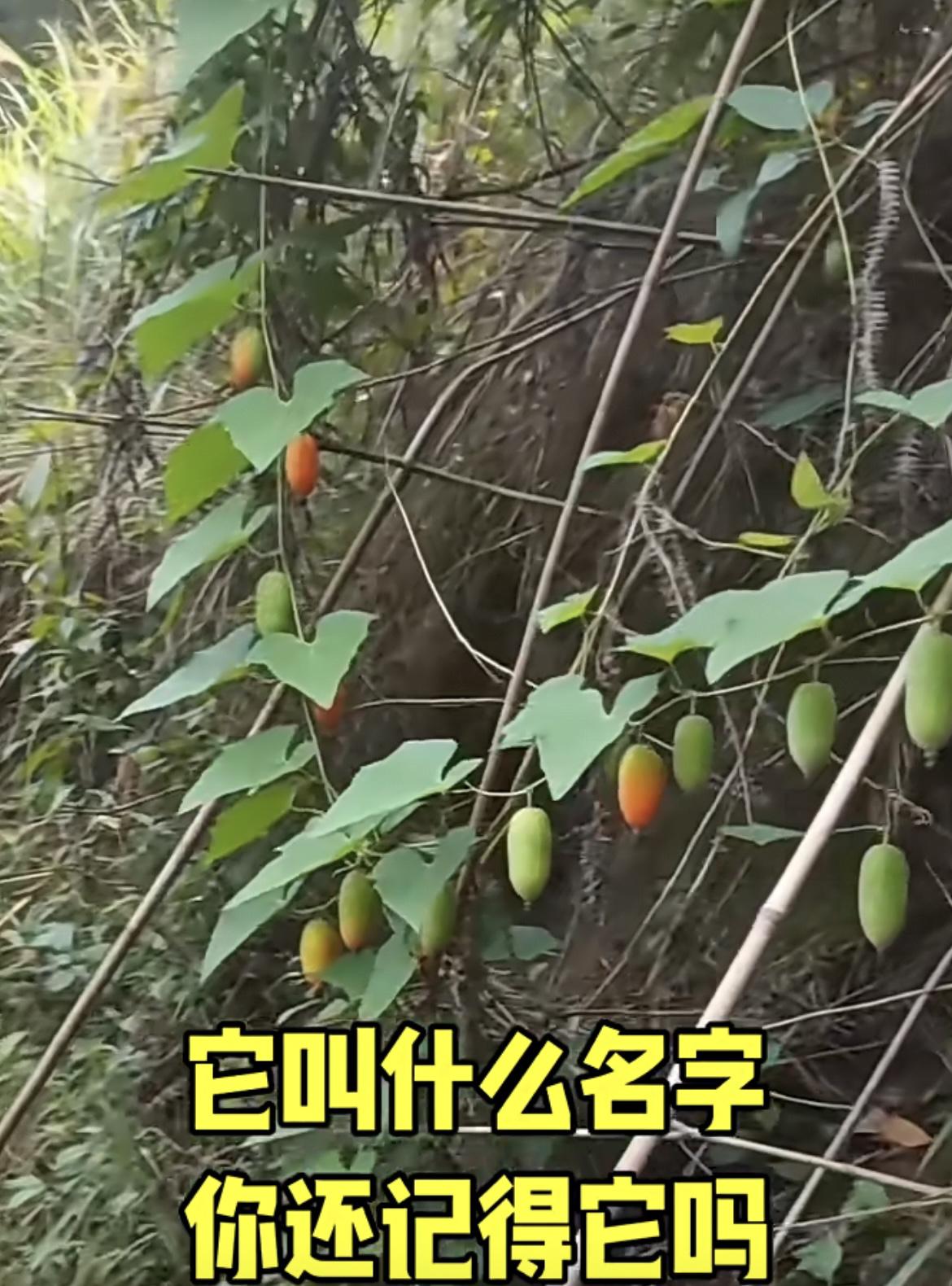 我的今日状态：😁轻松愉快我这里的天气：🌤️多云好久没吃过这种野果了，你