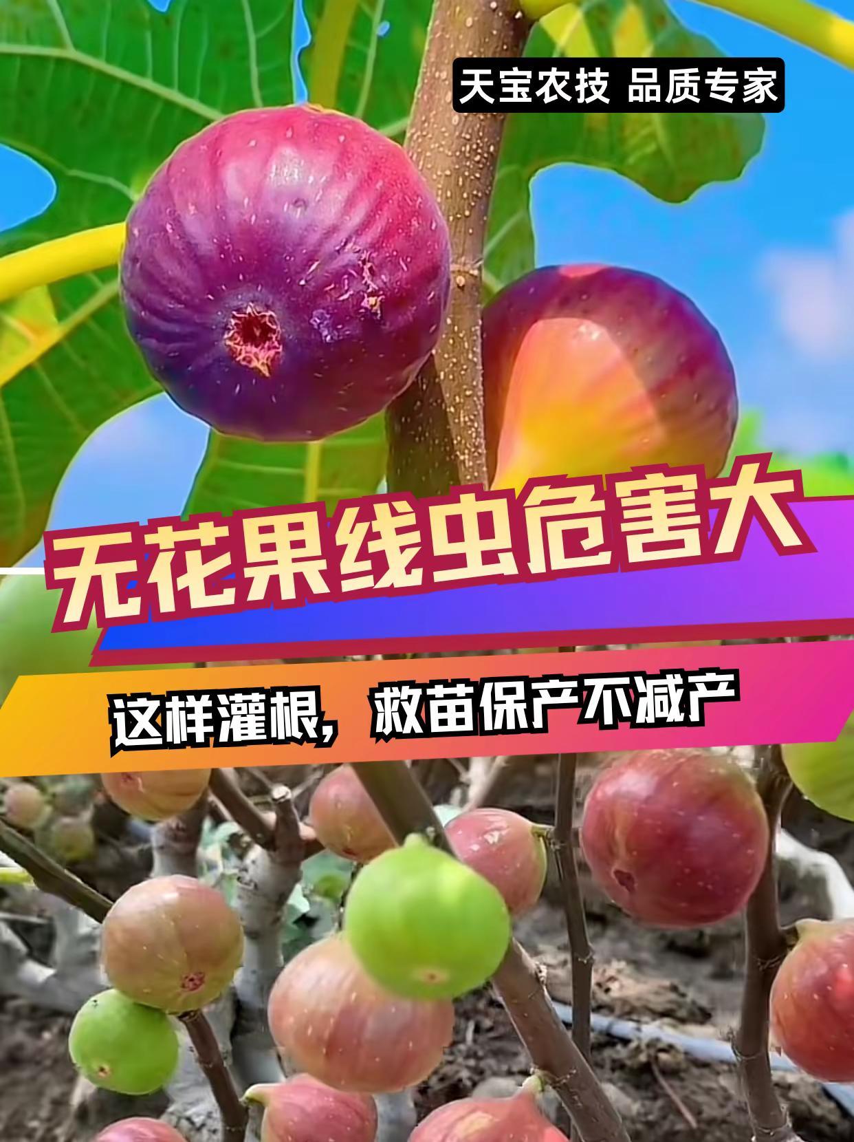 无花果线虫危害大，这样灌根救苗保产！。无花果种植根结线虫
