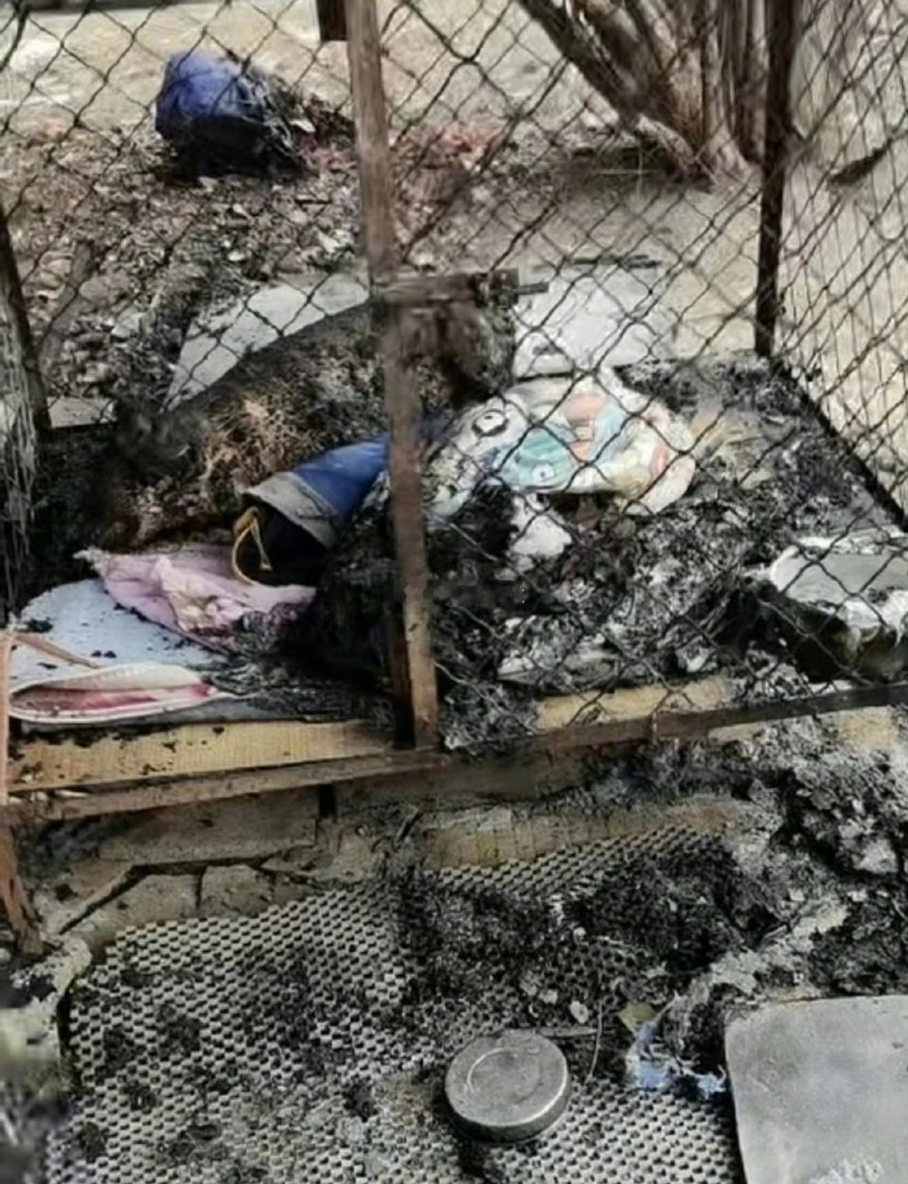 萨摩耶事件主人发贴说和解了，删除了全部帖，还关掉了评论区！活生生一条生命养了7年