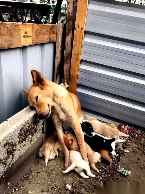 拐进小区那条没人走的小路，脚下差点绊到一团东西。低头一看，就在生锈的变压器箱后