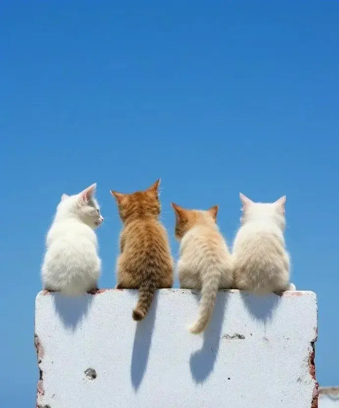 可可爱爱的四小只，治愈系猫咪～