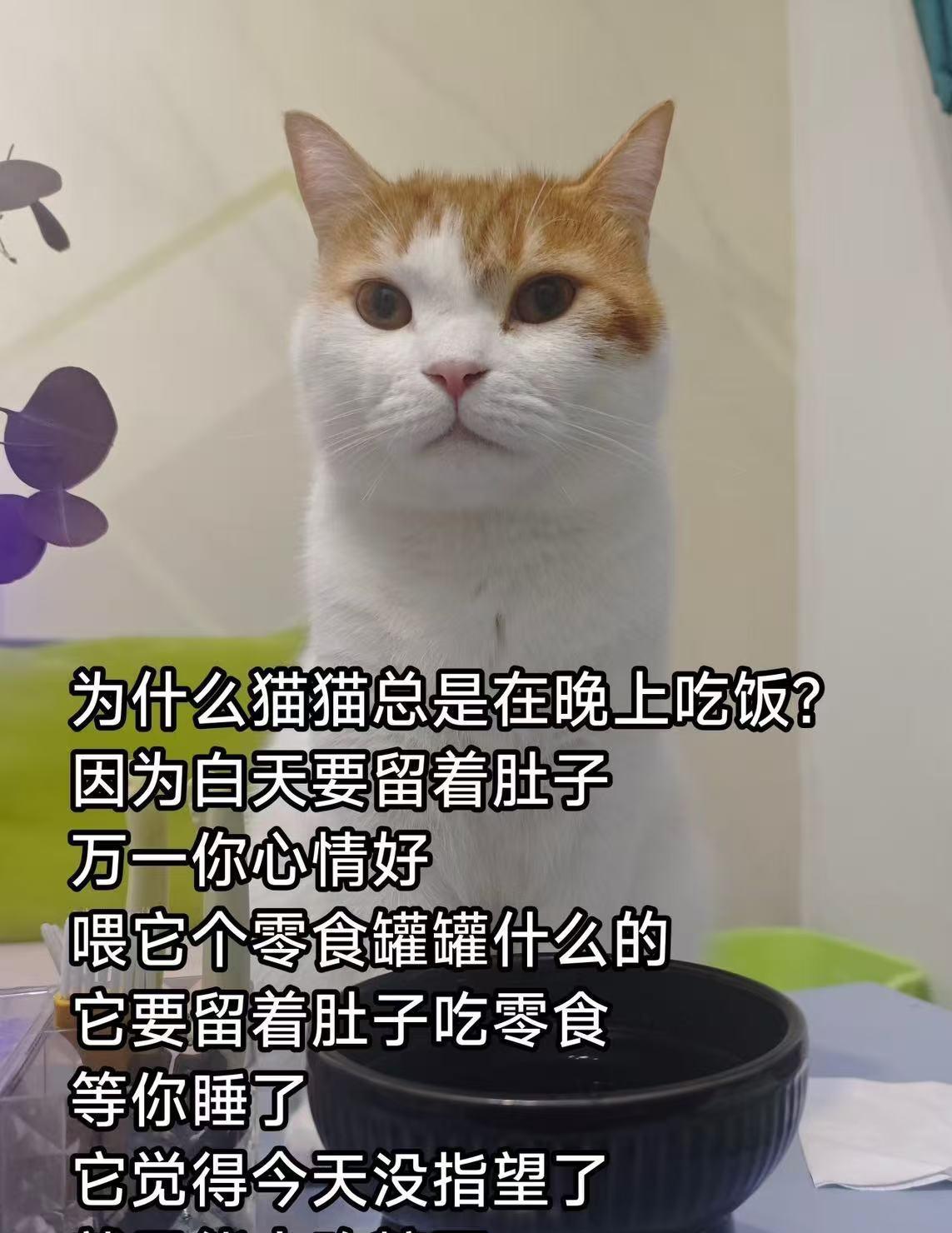 我的猫猫就如下图所似。白天不咋吃饭，就在我跟前喵喵叫，想吃零食冻干，我不理他，他