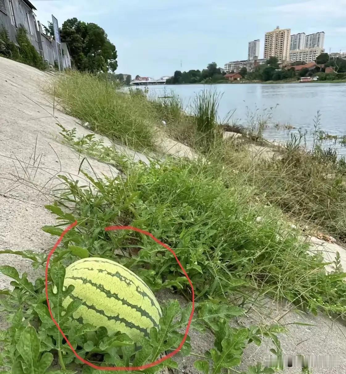 河边钓鱼，意外发现藤蔓上结了个大西瓜。我当场动了个小心思，跟旁边钓友一本正经