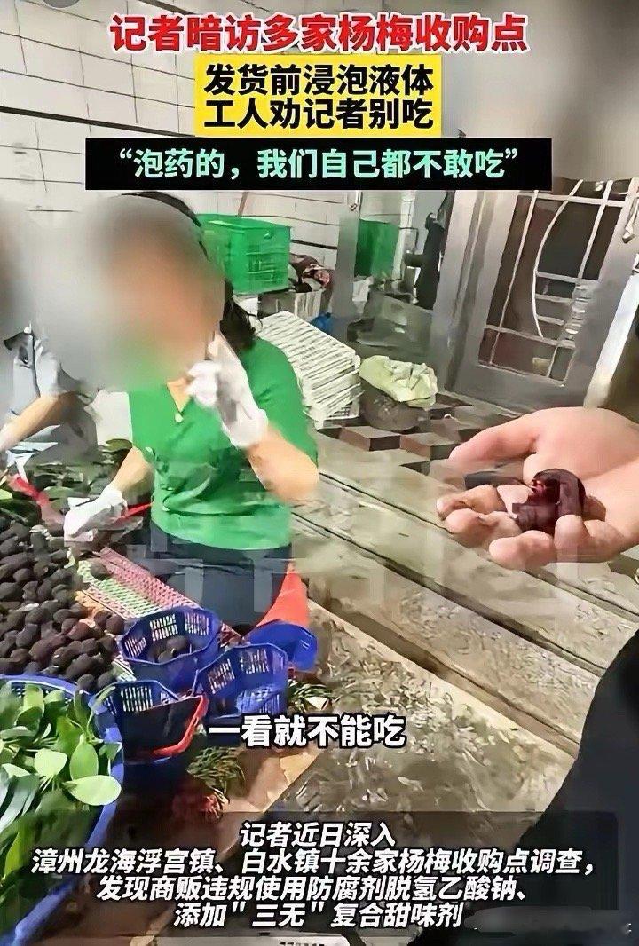 “泡药的，我们自己都不敢吃！”网传：记者暗访漳州龙海浮宫镇、白水镇十余家杨梅收购