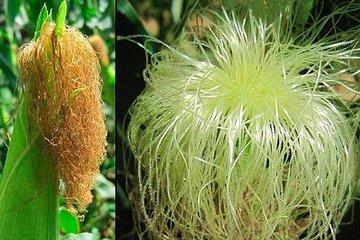 冬天手握热乎乎的玉米, 喝着一杯玉米须茶, 吃在嘴里, 暖在心里