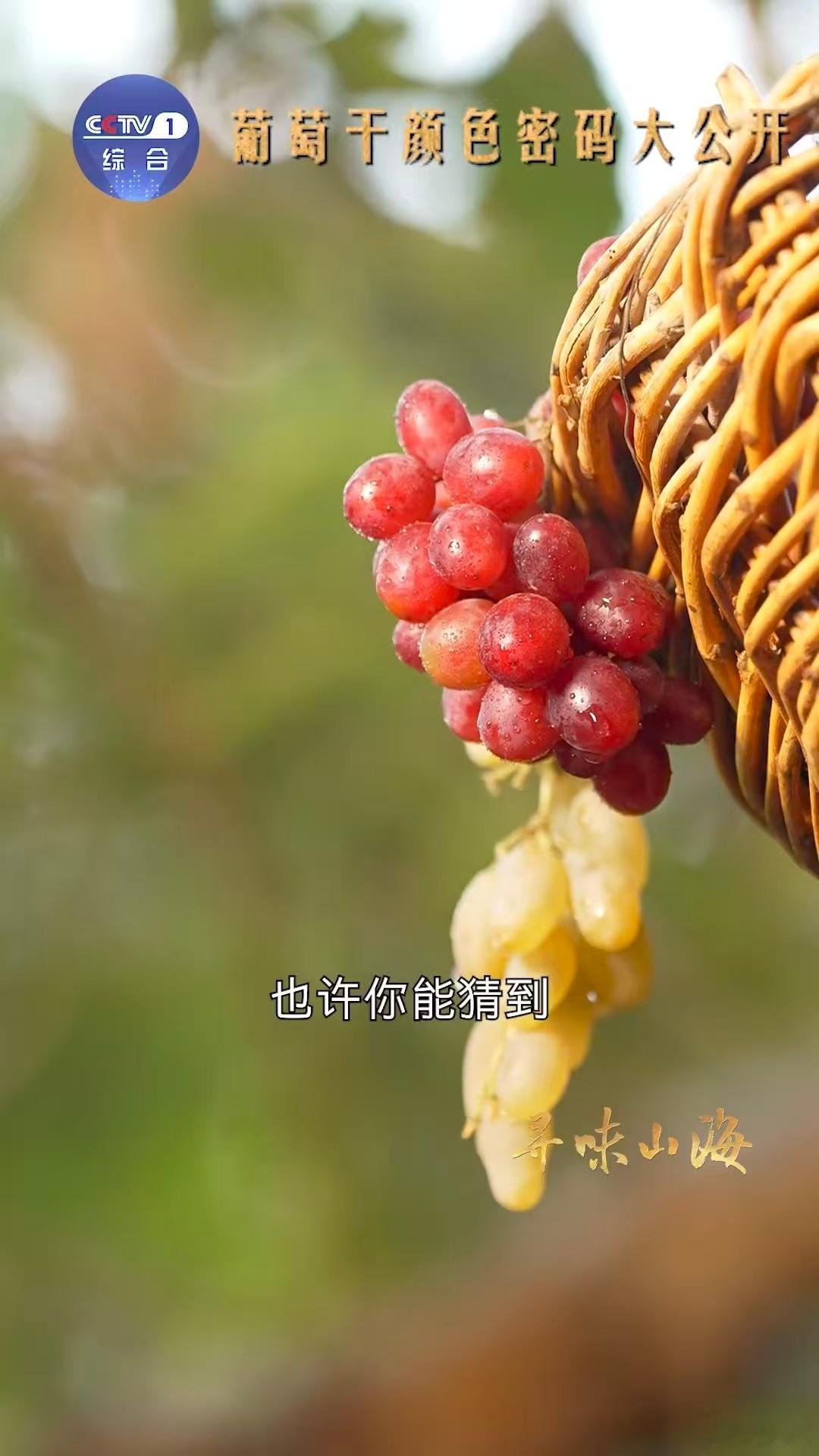 新疆买葡萄干也分色号一直好奇为什么新疆的葡萄干颜色那么丰富，深入了解后才发现，