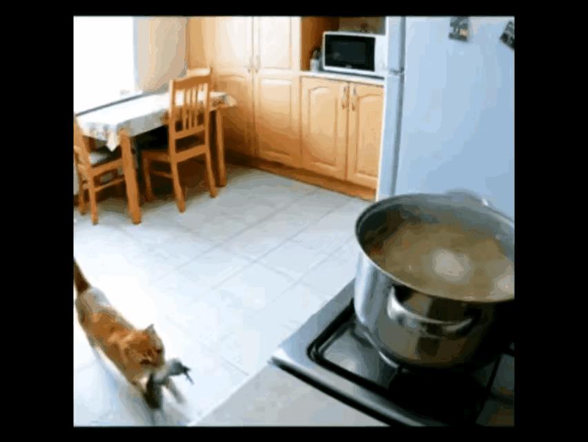 猫咪许是觉得主人日子太过清苦，特意苦守了一整晚，捕获了猎物后，来到厨房，往主人的
