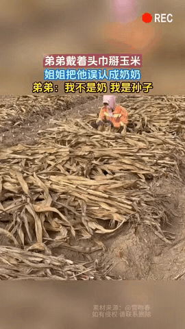 我没想到，地里干活还能闹出这种误会。姐姐老远看见个戴头巾的人，弯着腰在掰